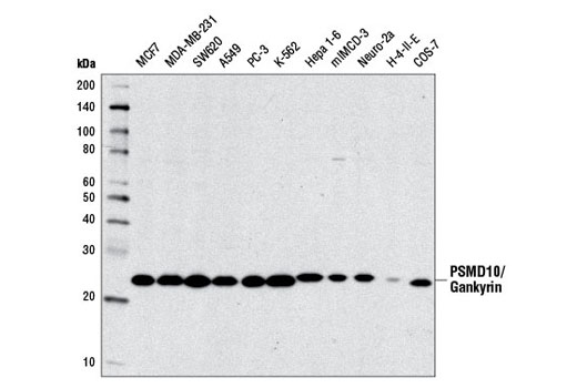 Western Blotting Image 1: PSMD10/Gankyrin Antibody