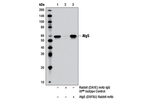 Immunoprecipitation Image 1: Atg5 (D5F5U) Rabbit mAb