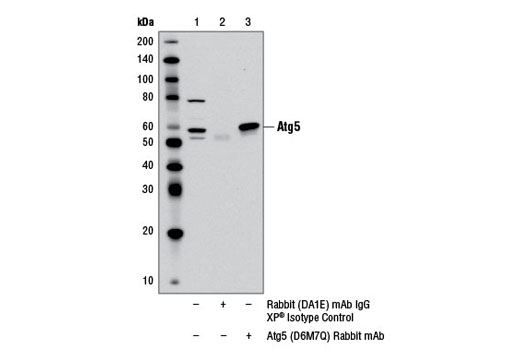 Immunoprecipitation Image 1: Atg5 (D6M7Q) Rabbit mAb