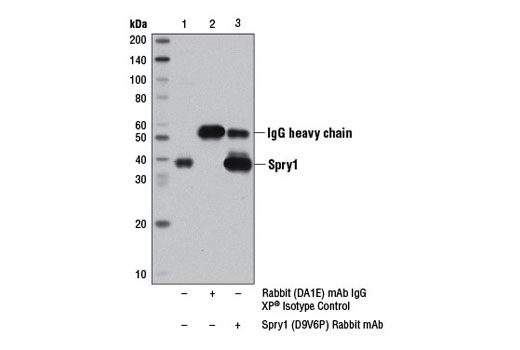Immunoprecipitation Image 1: Spry1 (D9V6P) Rabbit mAb