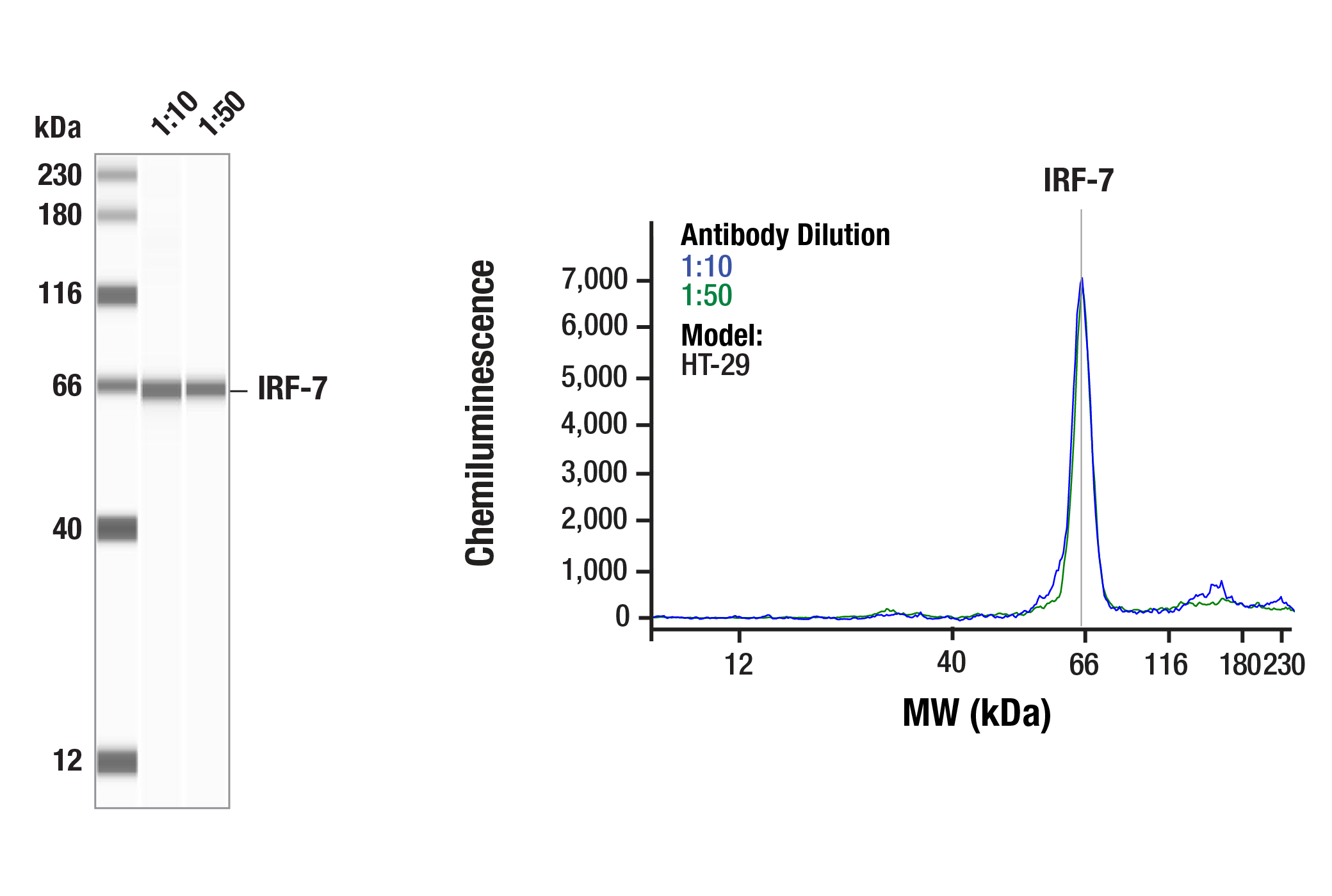  Image 2: Type I Interferon Induction and Signaling Antibody Sampler Kit