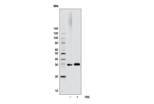 Western Blotting Image 1: Phospho-S6 Ribosomal Protein (Ser240/244) (D68F8) XP® Rabbit mAb (Biotinylated)