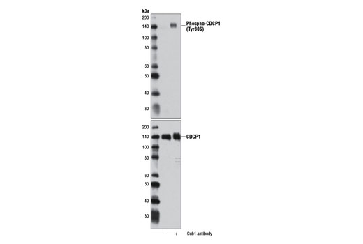 Western Blotting Image 1: Phospho-CDCP1 (Tyr806) Antibody