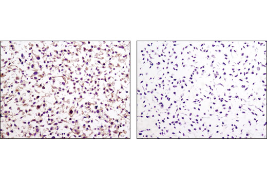 Immunohistochemistry Image 3: LKB1 (D60C5F10) Rabbit mAb (IHC Formulated)