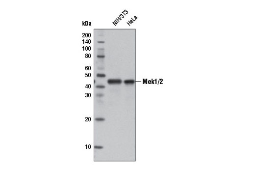 Western Blotting Image 1: MEK1/2 (D1A5) Rabbit mAb (HRP Conjugate)