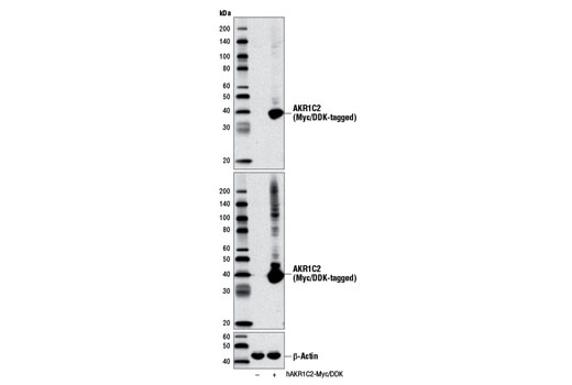 Western Blotting Image 2: AKR1C2 Antibody