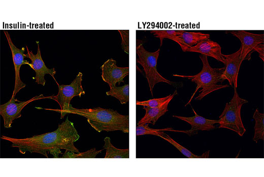 Immunofluorescence Image 1: Phospho-Akt (Thr308) (D25E6) XP® Rabbit mAb