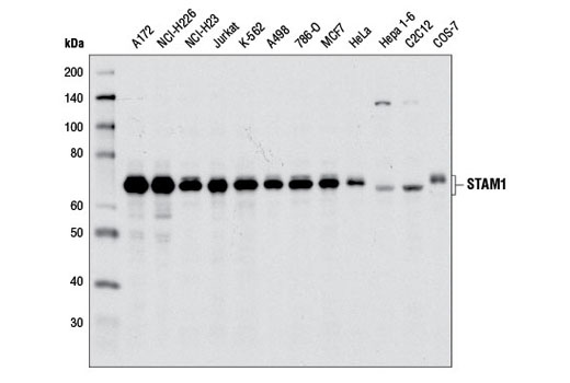 Western Blotting Image 1: STAM1 Antibody