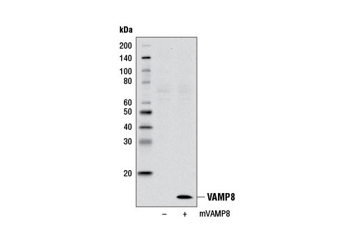 Western Blotting Image 1: VAMP8 Antibody