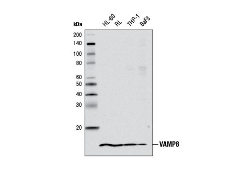 Western Blotting Image 2: VAMP8 Antibody