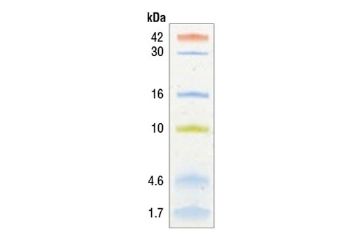  Image 1: Color-coded Prestained Protein Marker, Low Range (1.7-42 kDa)