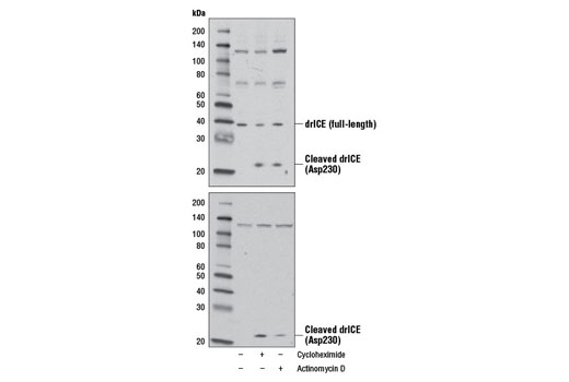 Western Blotting Image 1: Drosophila ICE (drICE) Antibody