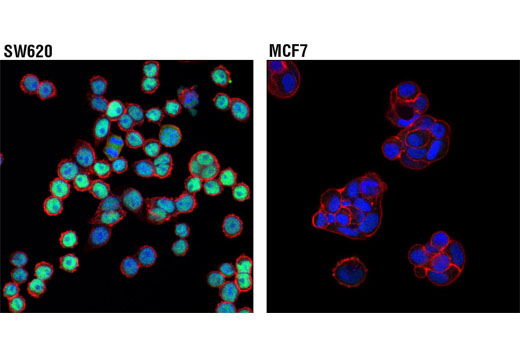 Immunofluorescence Image 1: RUNX3/AML2 (D9K6L) Mouse mAb