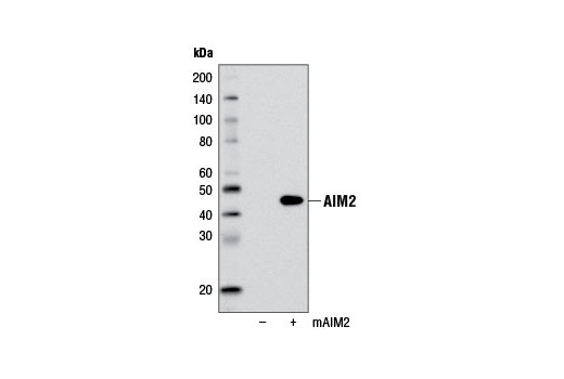 Western Blotting Image 1: AIM2 Antibody (Mouse Specific)