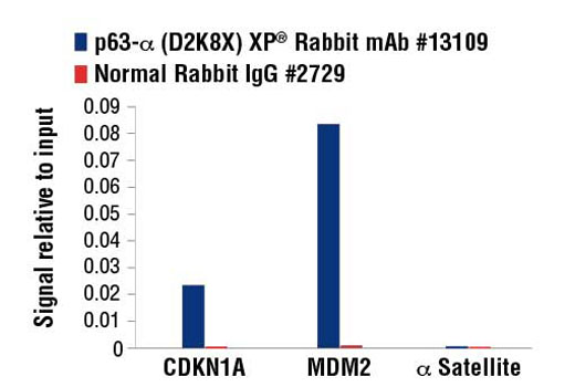 Chromatin Immunoprecipitation Image 3: p63-α (D2K8X) XP® Rabbit mAb