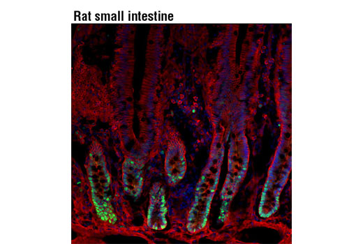 Immunofluorescence Image 1: PCNA (D3H8P) XP® Rabbit mAb 