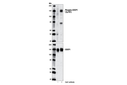 Western Blotting Image 1: Phospho-CDCP1 (Tyr707) Antibody