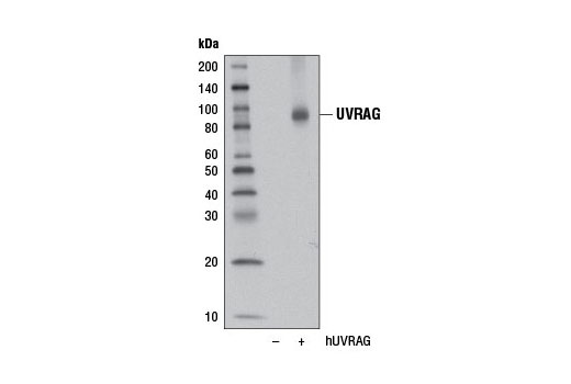  Image 7: LAPosome Antibody Sampler Kit
