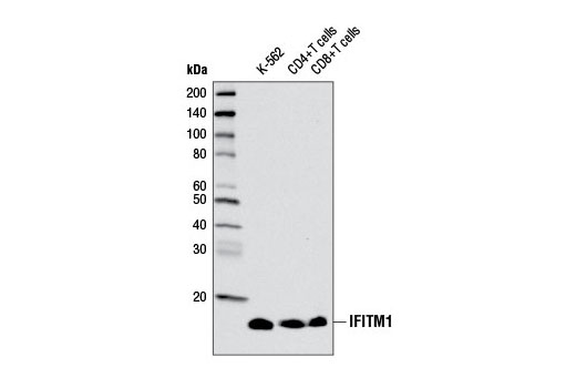 Western Blotting Image 1: IFITM1 Antibody