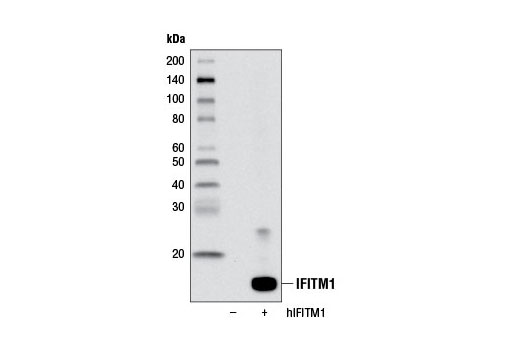 Western Blotting Image 2: IFITM1 Antibody