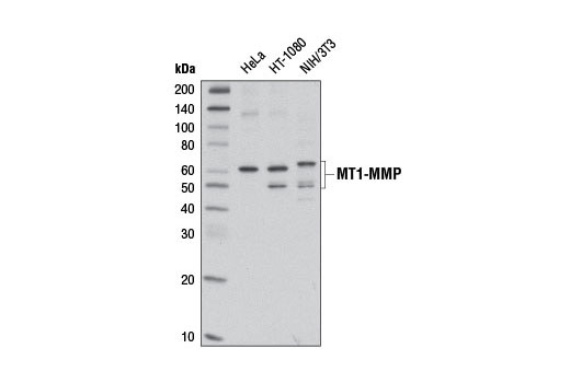 Western Blotting Image 1: MT1-MMP (D1E4) Rabbit mAb