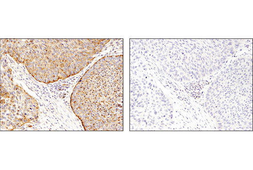 Immunohistochemistry Image 2: LAMTOR4/C7orf59 (D4P6O) Rabbit mAb