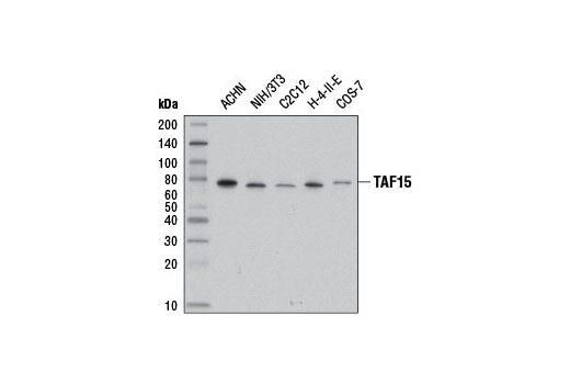Western Blotting Image 1: TAF15 Antibody