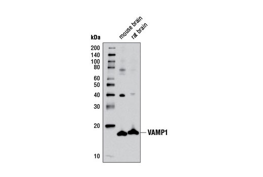 Western Blotting Image 1: VAMP1 Antibody