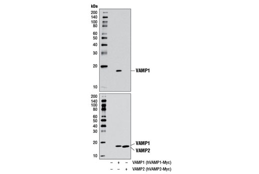 Western Blotting Image 2: VAMP1 Antibody