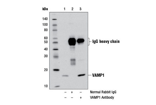 Immunoprecipitation Image 1: VAMP1 Antibody