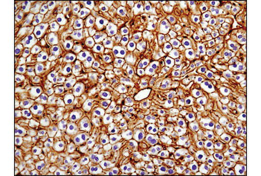 Immunohistochemistry Image 2: NT5E/CD73 (D7F9A) Rabbit mAb