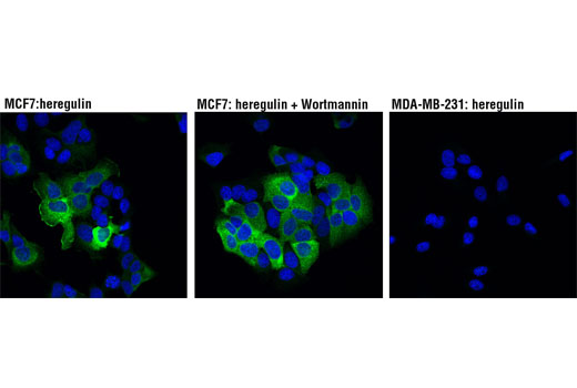 Immunofluorescence Image 1: PREX1 (D8O8D) Rabbit mAb
