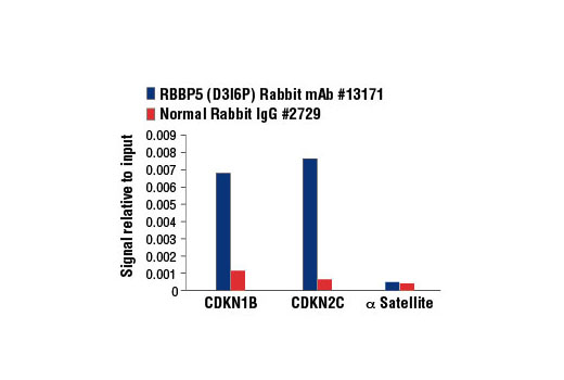 Chromatin Immunoprecipitation Image 1: RBBP5 (D3I6P) Rabbit mAb