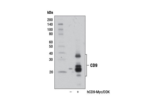  Image 15: Exosomal Marker Antibody Sampler Kit