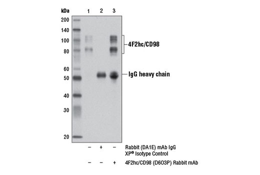 Immunoprecipitation Image 1: 4F2hc/CD98 (D6O3P) Rabbit mAb