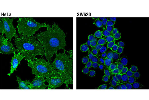 Immunofluorescence Image 1: 4F2hc/CD98 (D6O3P) Rabbit mAb