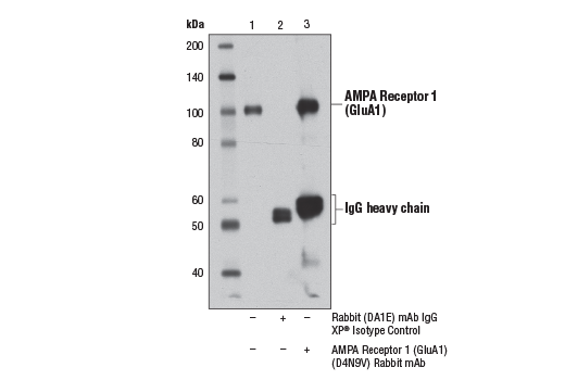  Image 11: AMPA Receptor (GluA) Antibody Sampler Kit