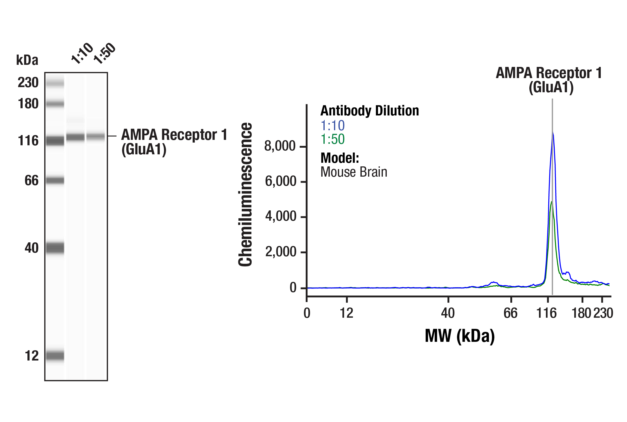 Western Blotting Image 2: AMPA Receptor 1 (GluA1) (D4N9V) Rabbit mAb