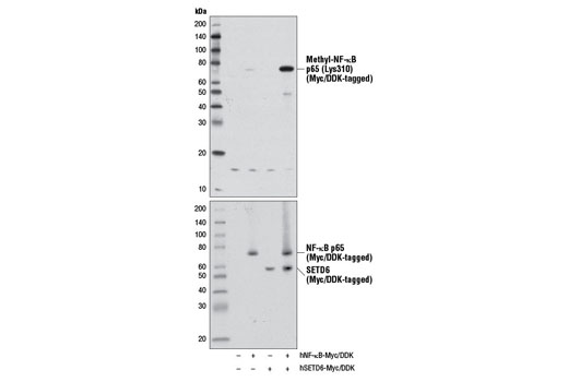Western Blotting Image 1: Methyl-NF-κB p65 (Lys310) Antibody