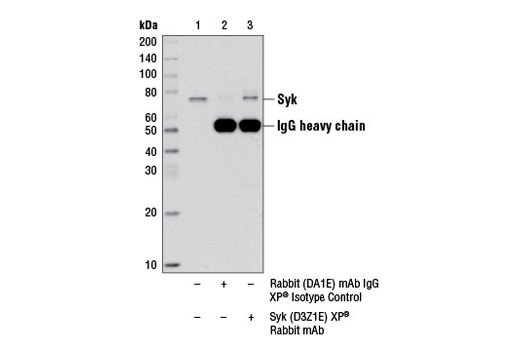  Image 14: TREM2 Signaling Pathways Antibody Sampler Kit
