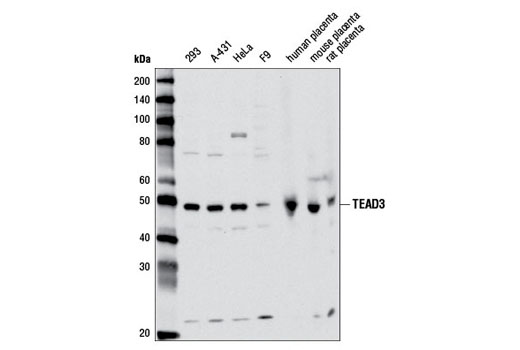 Western Blotting Image 1: TEAD3 Antibody
