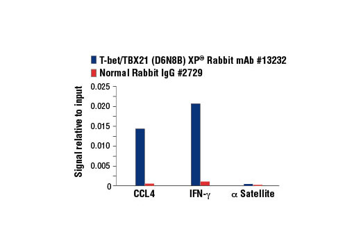 Chromatin Immunoprecipitation Image 3: T-bet/TBX21 (D6N8B) XP® Rabbit mAb