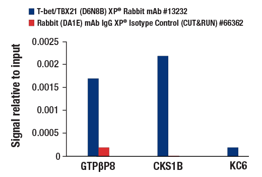 CUT and RUN Image 3: T-bet/TBX21 (D6N8B) XP® Rabbit mAb
