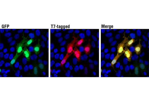 Immunofluorescence Image 1: T7-Tag (D9E1X) XP® Rabbit mAb