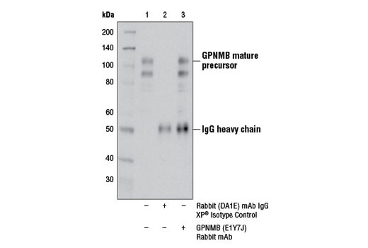Immunoprecipitation Image 1: GPNMB (E1Y7J) Rabbit mAb