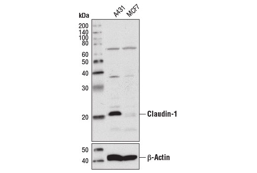 Western Blotting Image 1: Claudin-1 (D5H1D) XP® Rabbit mAb