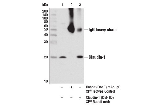 Immunoprecipitation Image 1: Claudin-1 (D5H1D) XP® Rabbit mAb