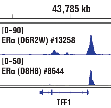 Chromatin Immunoprecipitation Image 1: Estrogen Receptor α (D6R2W) Rabbit mAb