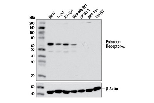 Western Blotting Image 1: Estrogen Receptor α (D6R2W) Rabbit mAb