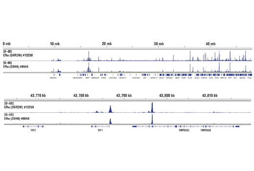 Chromatin Immunoprecipitation Image 2: Estrogen Receptor α (D6R2W) Rabbit mAb